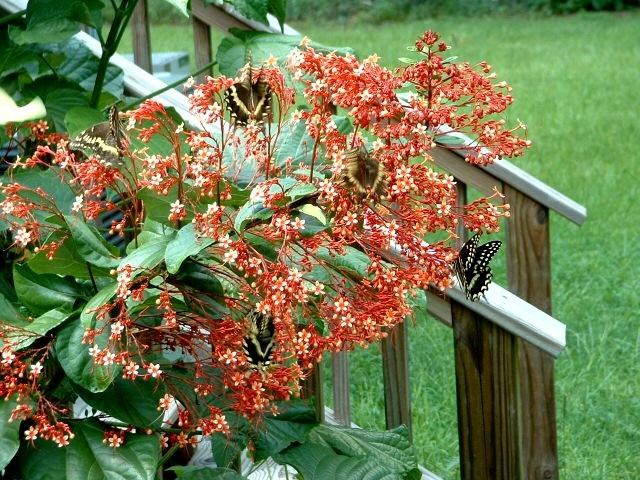 Pagoda Plant with Butterflies