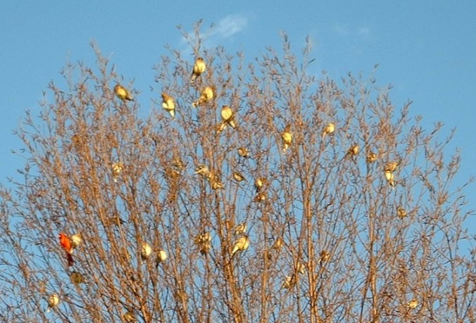 birds w cardinal in birch tree closeup