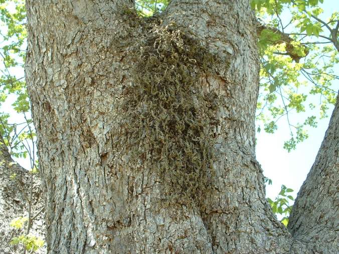Resurrection Fern dried out