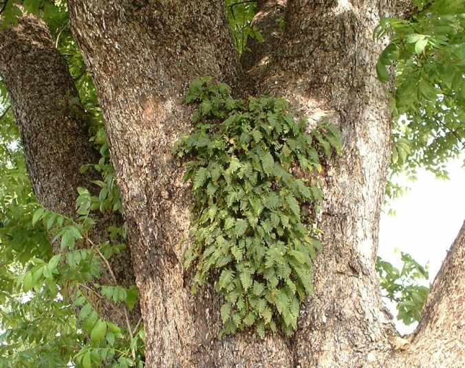 Resurrection Fern after a rain
