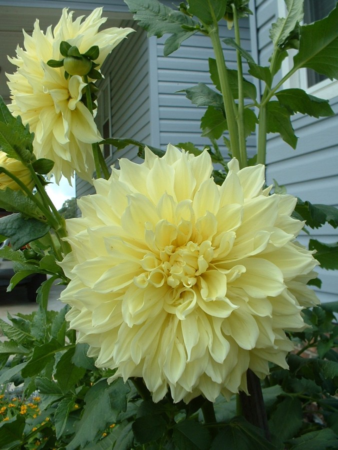 Giant Dahlia