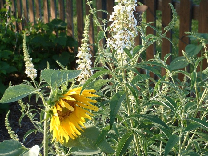 Sunflower and Butterfly Bush