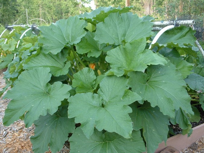 Zucchini Plant