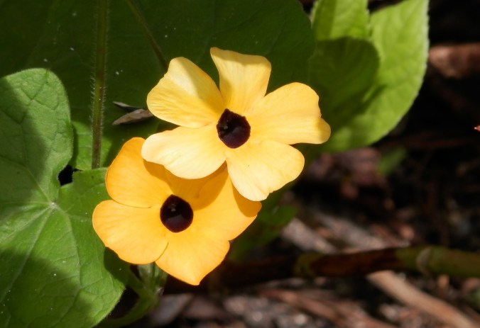 Blackeyed Susan Vine