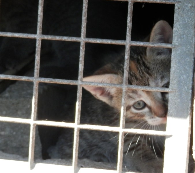 Kitten Under House 1