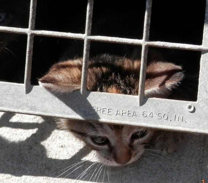 Kitten Under House 2
