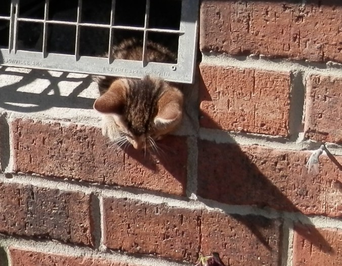 Kitten Under House 3