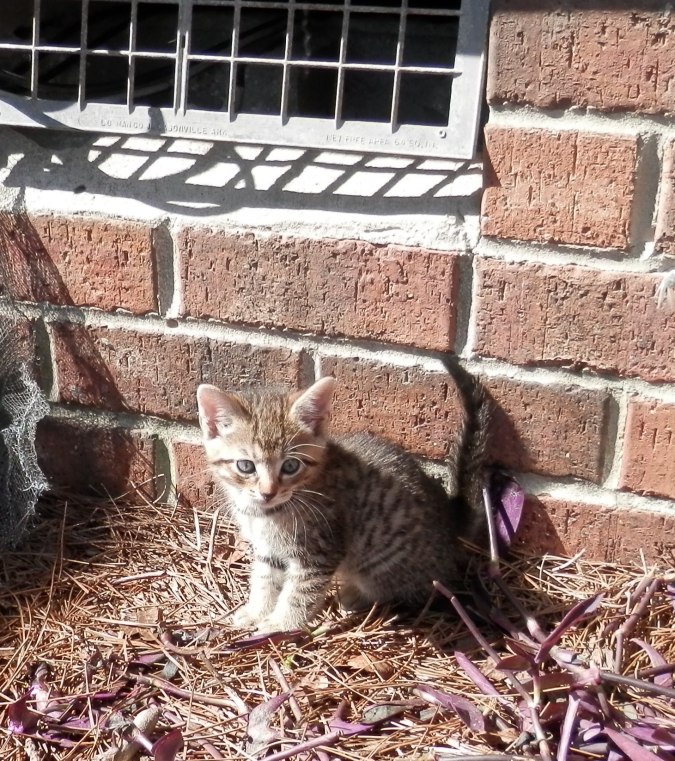 Kitten Under House 4