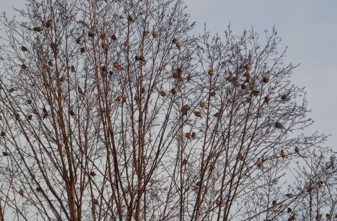 Birds in the Birch Tree Awaiting Sunrise