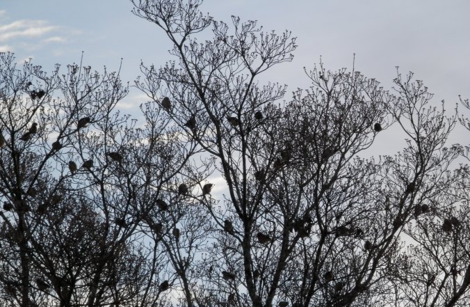 Birds in the Dogwood Tree