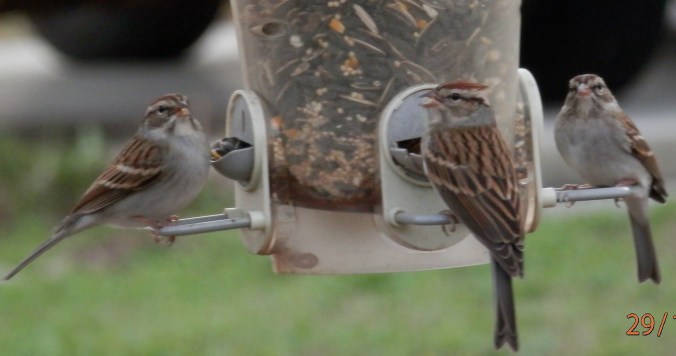 They seem to be watching for something.