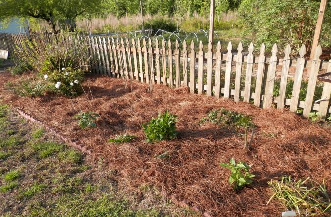 Flower Bed with Pine Straw Mulch