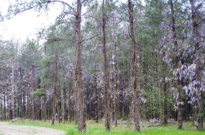 Wisteria Spreads Through the Trees