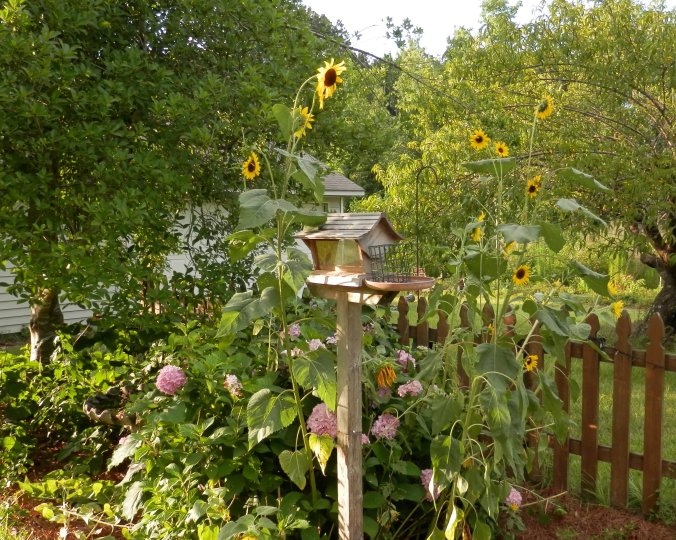 Bird Feeder and Sunflowers II