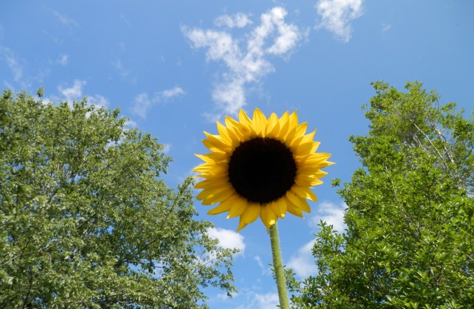 The Lone Sunflower