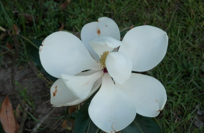 First Magnolia Blossom 2013