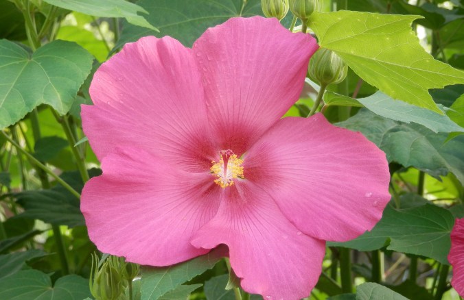 Pink Hibiscus - don't remember the variety