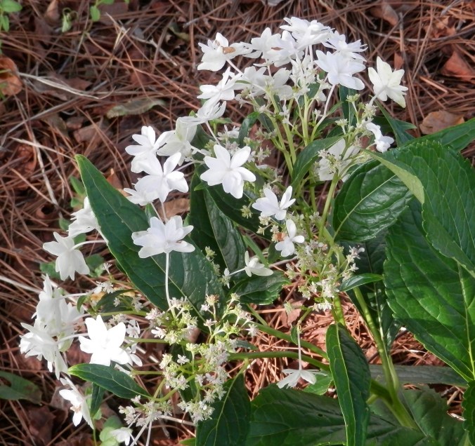 Starburst Hydrangea