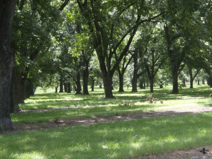 South Georgia Pecan Orchard