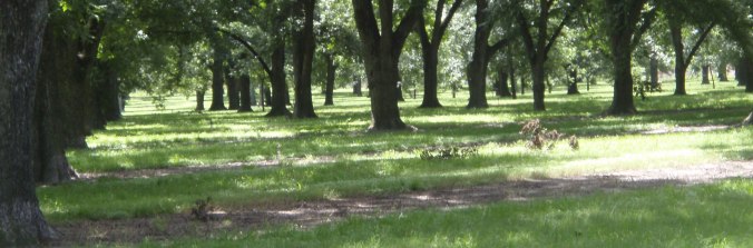 Pecan Orchard Cropped