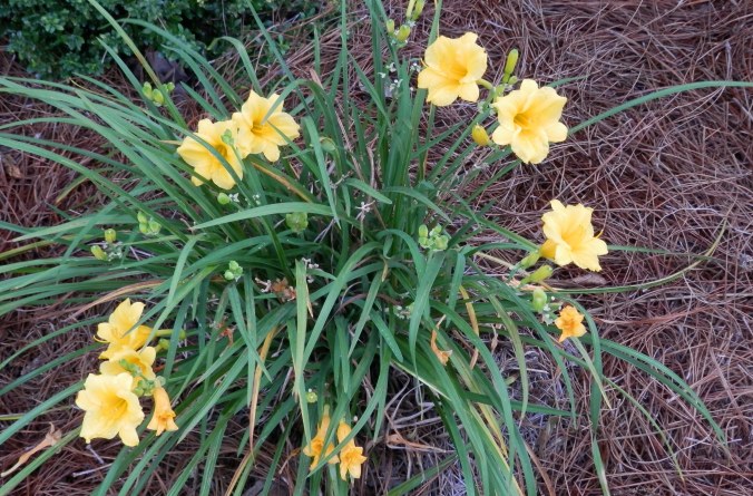 Stella D'Oro Daylily