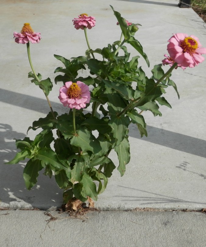 Zinnia in the Carport