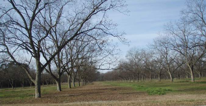 Pecan Orchard in Winter