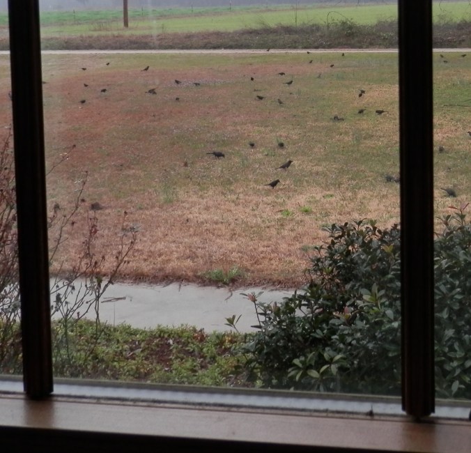 Blackbirds in the Front Yard