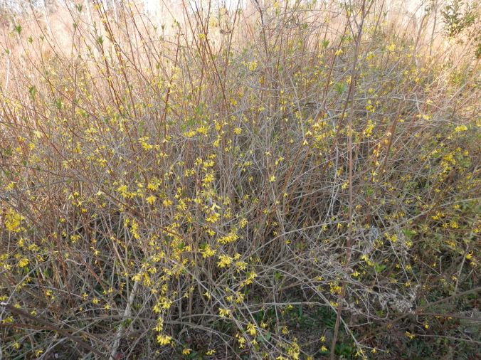 Forsythia