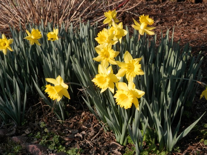 Daffodils 1