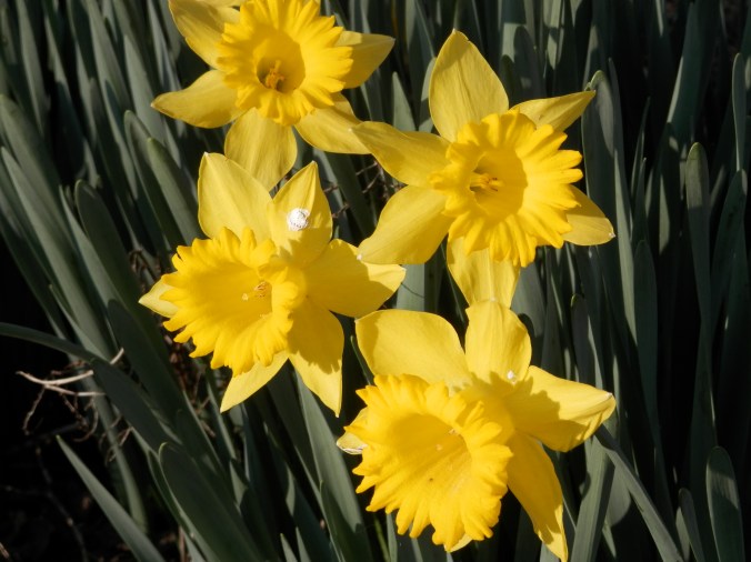 Daffodils 2