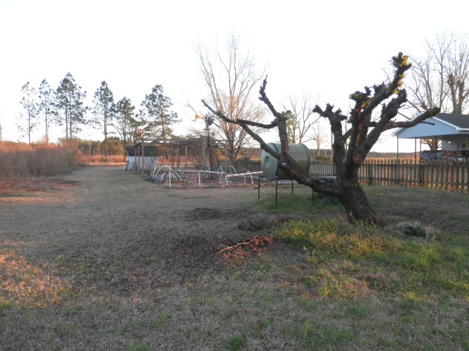 Garden and Peach Tree in Slumber - for Now
