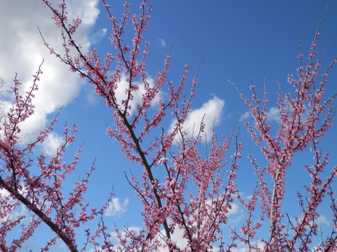Redbud, clouds and sky