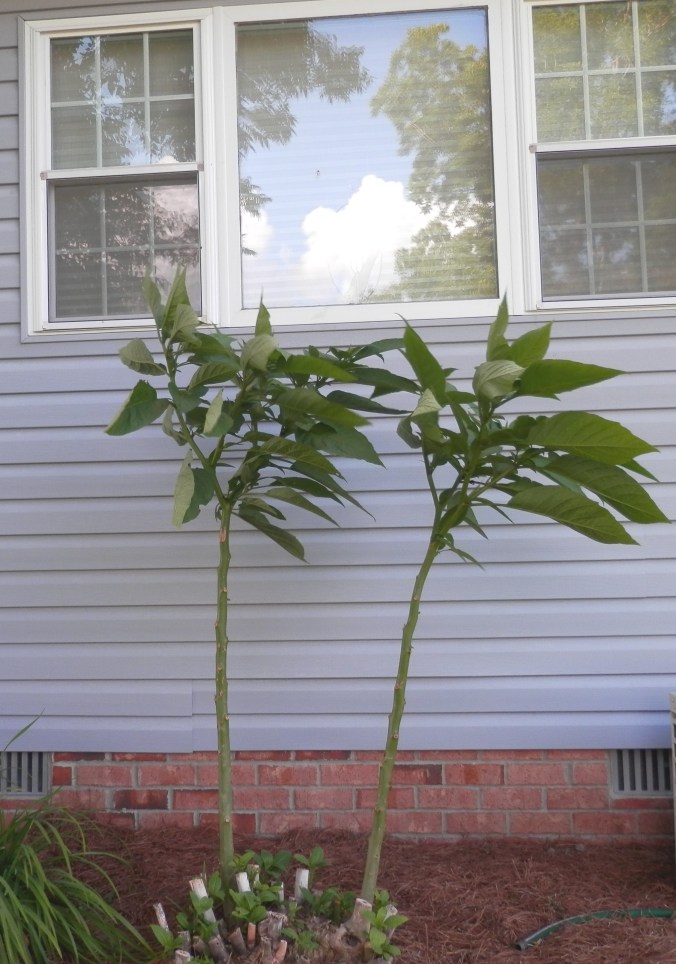 Angel Trumpet Trees