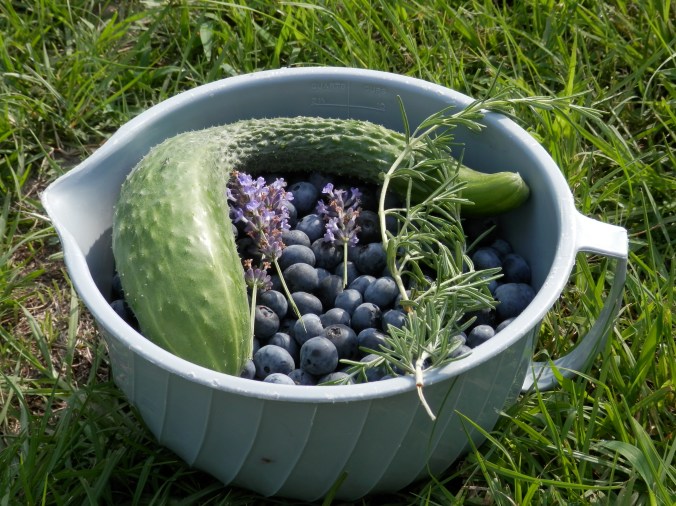 Harvest Bowl - Blueberries, seedless cucumber, lavender, rosemary