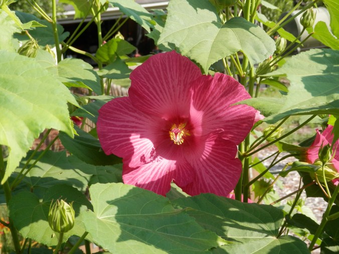 Pink Hibiscus