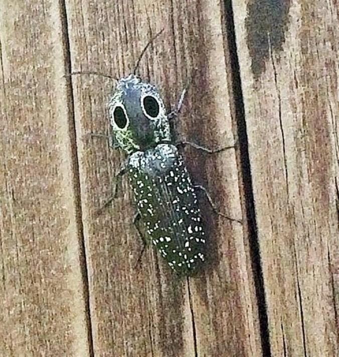 Eyed Click Beetle