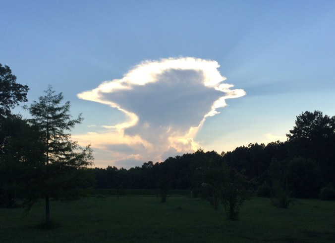 Cloud Over Tree Garden