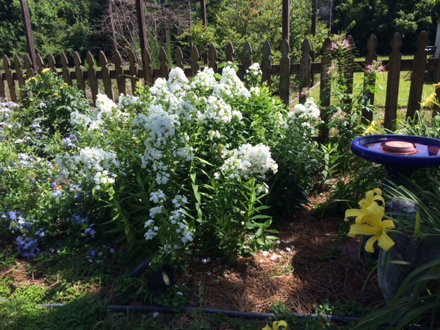 Phlox in bloom