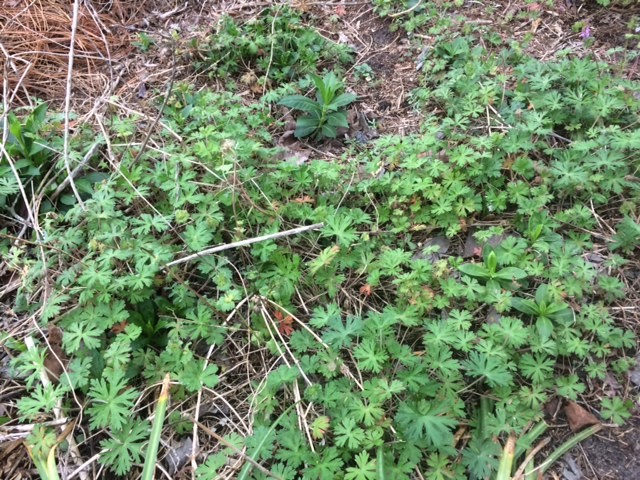 wheat and tares phlox 2
