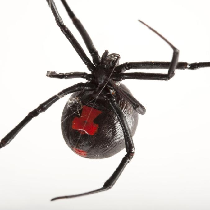 black-widow-spiders_thumb.ngsversion.1482872403820.adapt.1900.1