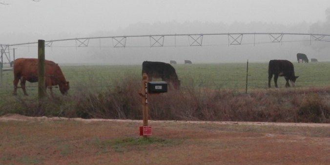 Mailbox with cows